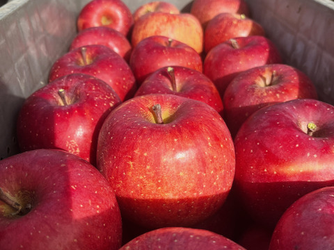 綺麗な葉とらずサンふじ 5キロ箱 12～18玉