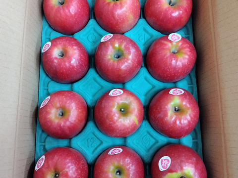 年内予約終わります🍎 ピンクレディ®︎3キロ箱  長野県 信州 安曇野 リンゴ 幻 幻のリンゴ 予約 希少 旬 6玉〜16玉サイズ 商品ID42100 ピンクレディー