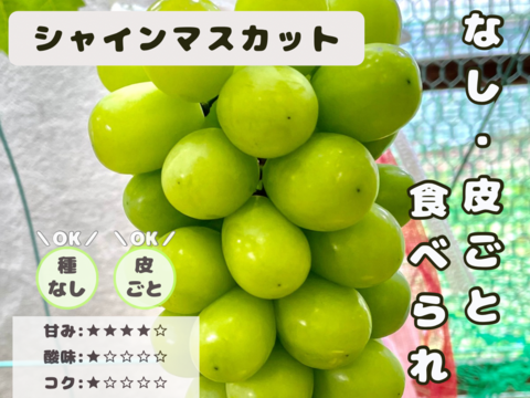 やまぶどう 果実 6キロ ☆ぶどう好きにオススメ☆ たっぷり6品種をお届け 岡山県産