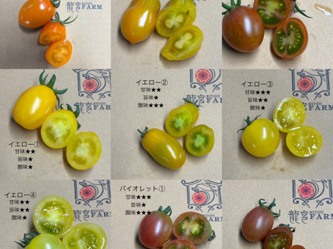 まるでトマトの宝石箱やぁ♪　思わずにっこり、龍宮ジュエリー（3.0ｋｇ）【トマト食べ比べ】