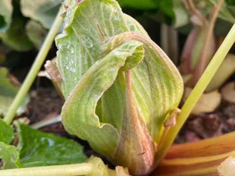 『今が旬！』ふきのとう 5個