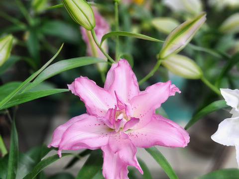 【新品種】～ ジセラ3本束～❤ピンク八重ユリ❤ローズLillyです！！