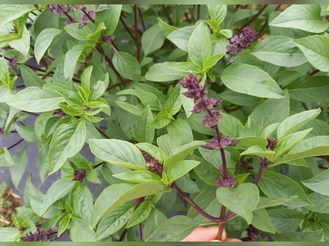 タイバジル　100g