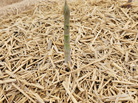 A-1グランプリ金賞【一番人気Lサイズ】「すっきりとした甘さの夏アスパラガス」1kg
ただ今期間限定増量中‼️