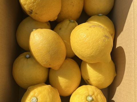 新鮮れもん【訳あり】南河内レモン 約３K