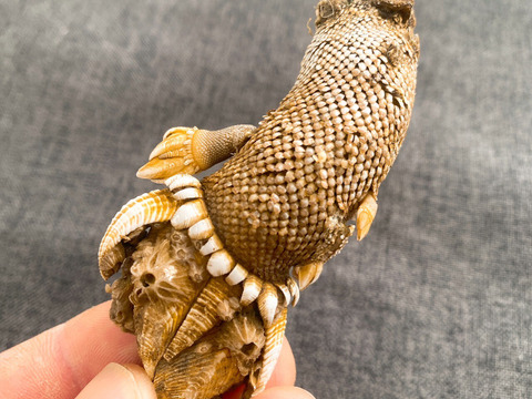 【浜名湖産】天然カメノテ1キロ入り