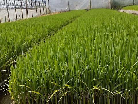 【新米】農薬化学肥料不使用　信州伊那谷★満月もち(白米)・2025年産 10㎏