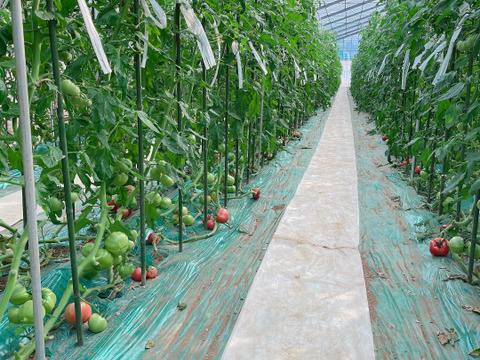 【ありさん専用】【24粒入り】SMサイズのこてらんねぇトマト