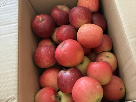 終了間近！家庭用訳あり紅玉箱込5.5キロバラ詰　りんご