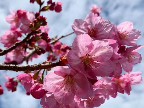 【農薬不使用】桜の塩漬け・3袋《農薬・化学肥料・着色料不使用》