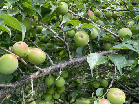 中熟梅　栽培期間中農薬不使用　化学肥料　除草剤不使用　農家直送　ご家庭用　5キロ　ご注文後収穫となります