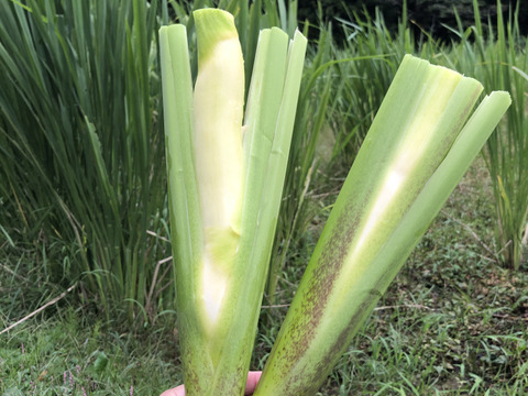 【山形県庄内産】マコモタケ（生 500g）シャキシャキ食感！マコモダケ・真菰 - 山形県酒田市八幡地域の里山・大沢産