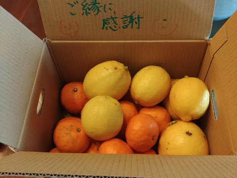 【合計2kg】なつみオレンジ1kgと国産レモン1kgミニセット