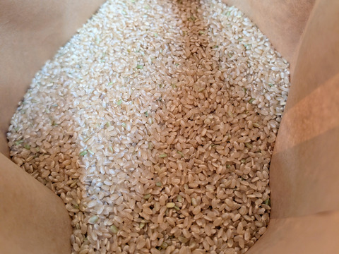 お米(精米済み)未開封 10kg 楽天市場】【ふるさと納税】米 令和7年産 コシヒカリ 2025年8月
