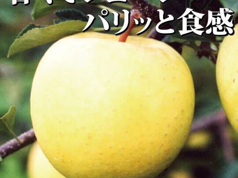 【一度は食べて頂きたい！】約５キロ 和梨みたいな青森県産りんご「樹上完熟葉とらず星の金貨」