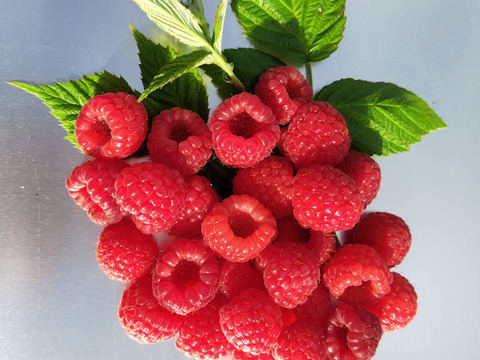 長野県産真空パック入り冷凍ラズベリー2㎏