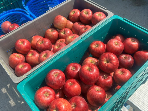 １０００円割引中～
完熟つがる　　シェアサイズ１０kg
３２～４０個サイズ