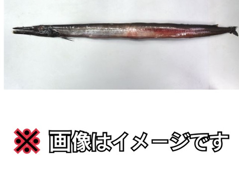 【珍魚】ミズウオダマシ 【奇食】オマケ付き