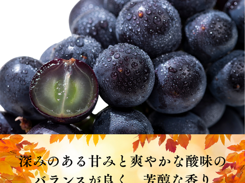 秋田県産 ピオーネ 2パック 葡萄 ぶどう  種なし 甘い 皮ごと食べられる 高級フルーツ ギフト 贈答 家庭用 人気 旬の葡萄 高級フルーツ 送料無料 ギフト 贈答 家庭用 敬老の日