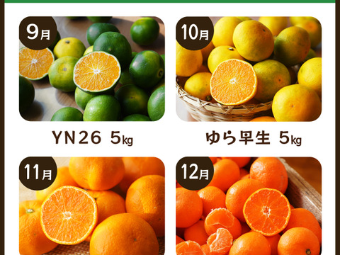 みかんのサブスク｜定期便（頒布会）始めました。毎月旬のカンキツを産地直送でお届け