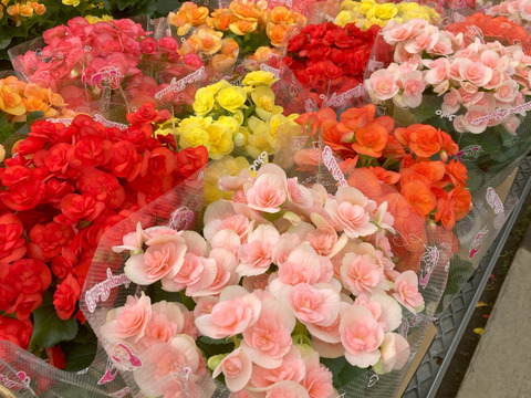 エラチオールベゴニア【クリスティーフリンジ】4.5寸　上品なペールピンクとギザギザの花弁が個性的なエレガントな品種です。