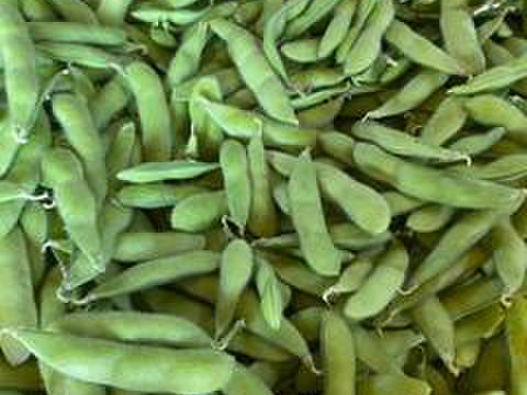 ”畑から採りたて発送”とうもろこし5本＆枝豆3袋（便利なレンチン袋）セット　本州の方限定