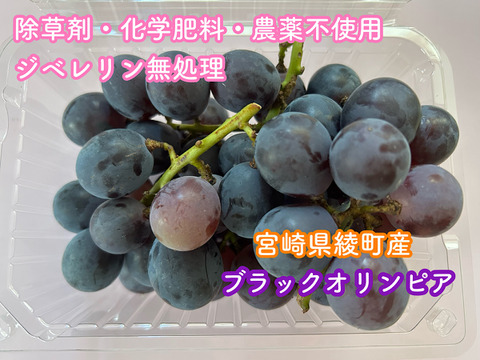 たっぷり1kg！B品特価☆宮崎県綾町産ぶどう(500g×2p)：宮崎県産の