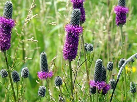 2個セット  ペタロステマム ステファニー  イングリッシュガーデン 花苗 多年草 宿根草