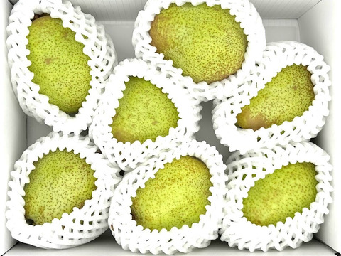 西洋梨 約2kg 4～8玉入 《品種おまかせ》 光センサーで糖度14度以上を確認済