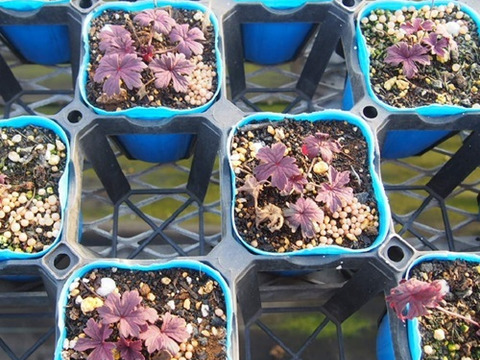 2個セット  ゲラニウム プラテンセ ダークレイター  カラーリーフイングリッシュガーデン 花苗 多年草 宿根草