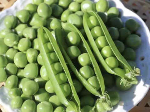 春野菜セット 鹿児島県指宿産 グリーンピース500g＋オクラ32本 農家直送