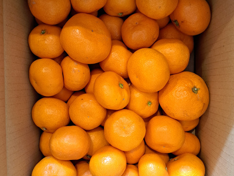 本物をお得に！ 木成り完熟🍊ご家庭用 有田みかん【サイズ混合・5kg箱】