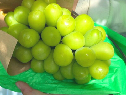 【贈り物に】白の極み – 贅沢な白ぶどう食べ比べ3種