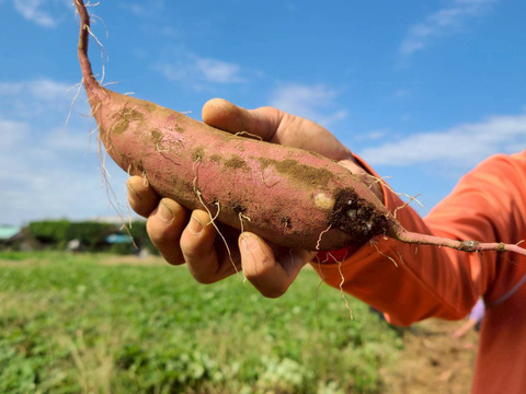 とろ甘っ！ねっとり濃密！紅はるか 1kg（農薬・化学肥料・除草剤・防虫剤不使用）