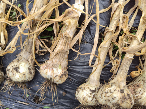 【有機JAS認証・期間限定】生にんにく 南アルプスの有機野菜 1kg