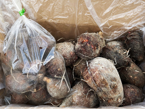 農家直送！セレベス(赤目芋)の里芋：2kg M~LLサイズ※参考写真は1kgです