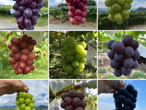 【先行予約】【9月中旬からお届け:1kg以上！】シャインマスカット&おまかせ品種詰め合わせ 1.5kg箱