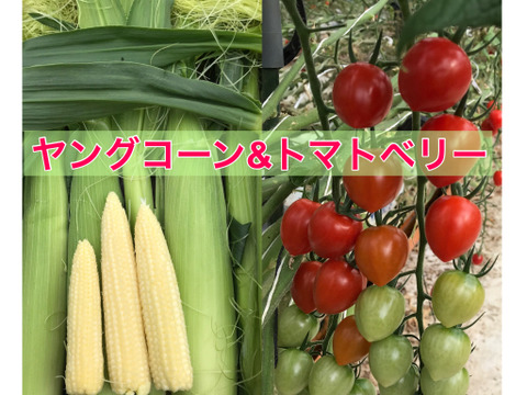 🌽🍓ヤングコーン&完熟トマトベリー食べ比べセット1kg🌽🍅