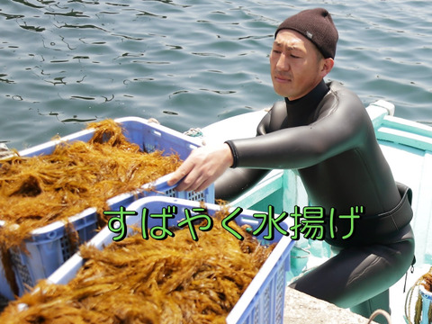 【新鮮な春の海の幸♪】福岡産アカモク２５個 おすすめの食べ方付き