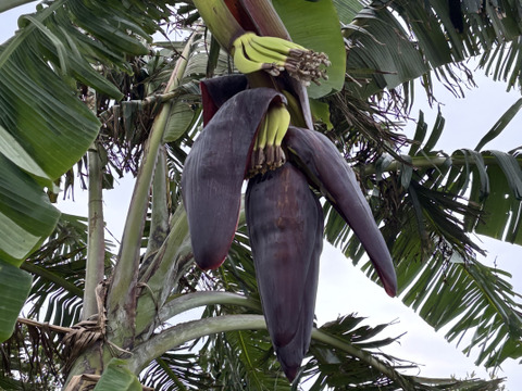 南国育ちのナムア系バナナ（一房）