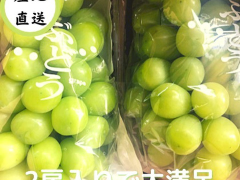 シャインマスカット 2房 家庭用 糖度１８度越え 皮ごとガブっと 秋田県産 ハロウィン お菓子 ケーキ プレゼント 誕生日 1kg 家庭用