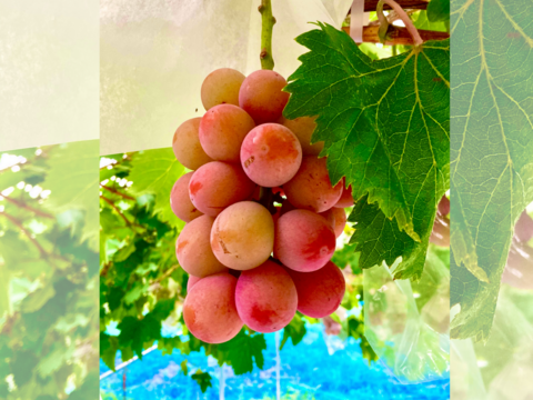 《おすすめ》クインニーナ1房＋瀬戸ジャイアンツのセット　1kg2〜3房