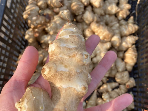 菊芋パウダー 60g×5袋 栽培期間中農薬・化学肥料不使用 クリックポスト