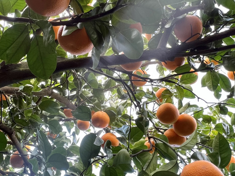 【紅】春に食べた八朔は、あなたの心を虜にする。【8kg】