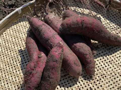 【しほ様専用】紅はるか さつまいも 3Kg 詰め合わせセット
