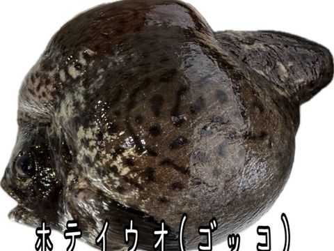 ☆YouTubeで紹介☆ へんな魚ボックス【未利用魚オンリー】魚種指定不可、お届け日指定不可の商品です
