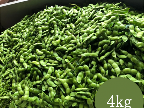 だだちゃ豆 規格外品 4kg 山形県 鶴岡市 特産 枝豆の王様 量り売り 季節限定品 お取り寄せグルメ おつまみ 夏の風物詩 うまい！