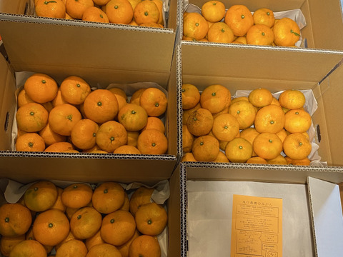 【農薬不使用の自然栽培】みかん5kg（箱込み)