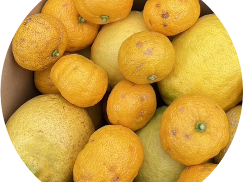 【自慢の柑橘詰め合わせ！】レモン・ゆず・璃の香(３種詰合せ)２㎏箱詰－農薬不使用・無肥料・無除草剤－