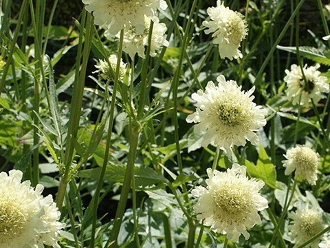 2個セット  セファラリア ギガンティア イングリッシュガーデン 花苗 多年草 宿根草